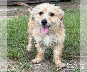 Cairn Terrier-Unknown Mix Dogs for adoption in Washington, DC, USA