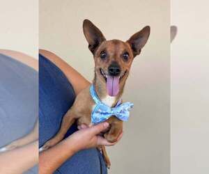 Chihuahua-Unknown Mix Dogs for adoption in McKinney, TX, USA