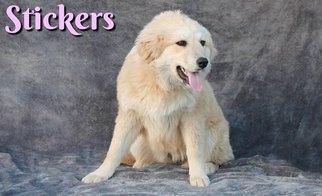 Great Pyrenees Dogs for adoption in Houston, MO, USA