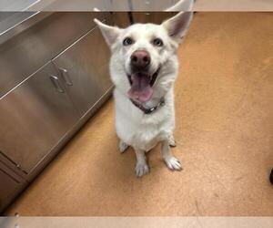 Siberian Husky Dogs for adoption in Martinez, CA, USA