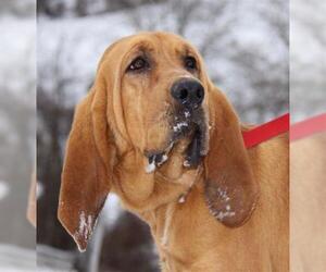 Bloodhound Dogs for adoption in Ontario, Ontario, Canada