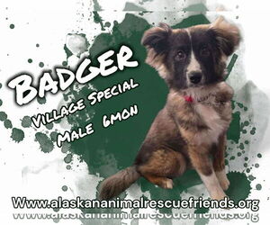 Huskies -Spaniel Mix Dogs for adoption in Anchorage, AK, USA