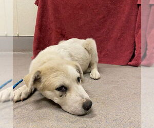 Great Pyrenees-Unknown Mix Dogs for adoption in Modesto, CA, USA