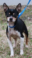 Medium Photo #1 Jack Chi Puppy For Sale in Prattville, AL, USA