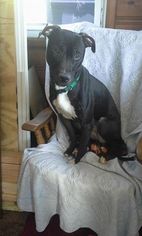 Small American Staffordshire Terrier-Greyhound Mix