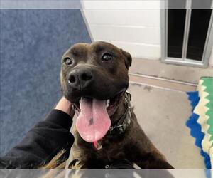Staffordshire Bull Terrier-Unknown Mix Dogs for adoption in Fort Collins, CO, USA