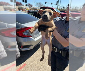 Rhodesian Ridgeback-Unknown Mix Dogs for adoption in Stockton, CA, USA