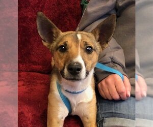 Jack Russell Terrier-Unknown Mix Dogs for adoption in Amarillo, TX, USA