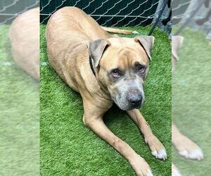 Medium Photo #1 Mutt Puppy For Sale in Downey, CA, USA