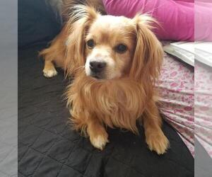 Cavalier King Charles Spaniel-Unknown Mix Dogs for adoption in Incline Village, NV, USA