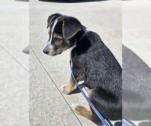 Australian Shepherd-Unknown Mix Dogs for adoption in Genesee, WI, USA