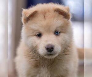 Siberian Husky-Unknown Mix Dogs for adoption in San Diego, CA, USA