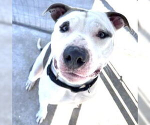 American Pit Bull Terrier Dogs for adoption in Houston, TX, USA