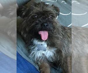Brussels Griffon Dogs for adoption in Arlington, TX, USA