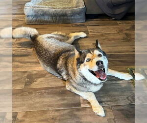 Siberian Husky Dogs for adoption in Omaha, NE, USA