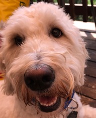 Goldendoodle Dogs for adoption in Riverside, CA, USA