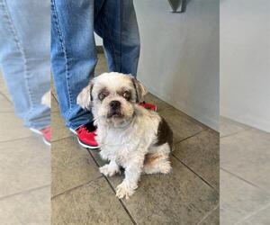 Shih Tzu Dogs for adoption in San Antonio, TX, USA