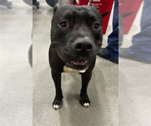 Mutt Dogs for adoption in Forestville, MD, USA