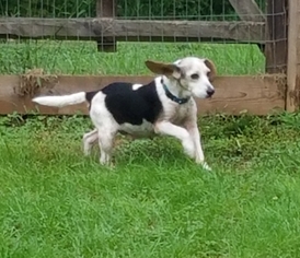 Beagle Dogs for adoption in Hewitt, NJ, USA