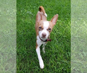Chihuahua-Unknown Mix Dogs for adoption in Pequot Lakes, MN, USA