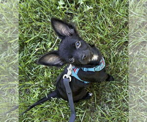 Chion Dogs for adoption in Oro Medonte, Ontario, Canada