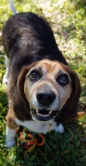 Beagle Dogs for adoption in Royse City, TX, USA