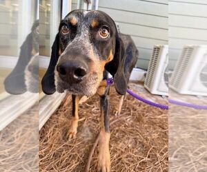 Mutt Dogs for adoption in Hilton Head, SC, USA