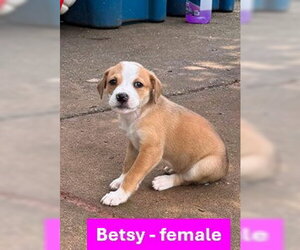 Labrador Retriever-Unknown Mix Dogs for adoption in Sheboygan, WI, USA