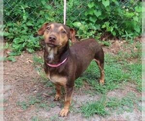 Doxie-Pin Dogs for adoption in Valrico, FL, USA