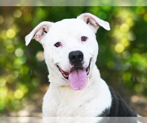 American Pit Bull Terrier-Unknown Mix Dogs for adoption in Tavares, FL, USA