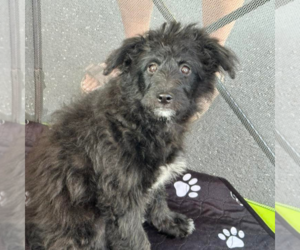 Pom-A-Poo Dogs for adoption in Newfield, NJ, USA