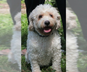 Cavachon Dogs for adoption in Oak Ridge, TN, USA