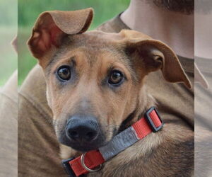 German Shepherd Dog-Greyhound Mix Dogs for adoption in Huntley, IL, USA