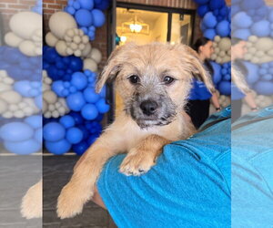 Mutt Dogs for adoption in Cliffwood, NJ, USA