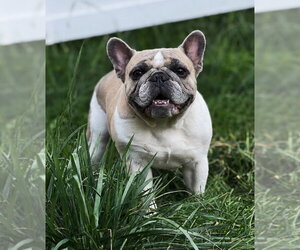 French Bulldog Dogs for adoption in FAIRLAWN, OH, USA