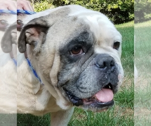 Bulldog Dogs for adoption in Olalla, WA, USA