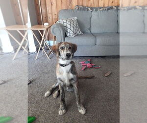 Australian Shepherd-Great Dane Mix Dogs for adoption in Salt Lake City, UT, USA