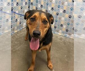 Labrottie Dogs for adoption in Rosenberg, TX, USA