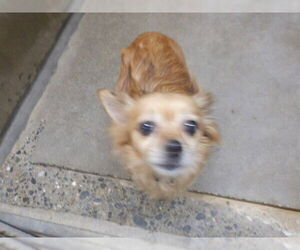Tibetan Spaniel Dogs for adoption in Oroville, CA, USA