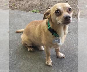 Chiweenie Dogs for adoption in phoenix, AZ, USA