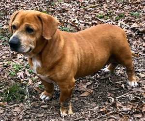 Basset Retriever Dogs for adoption in Deepwater, NJ, USA