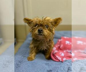 Mutt Dogs for adoption in Chula Vista, CA, USA