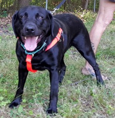 Labrador Retriever Dogs for adoption in Livonia, MI, USA