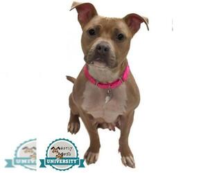 American Staffordshire Terrier Dogs for adoption in Kennesaw, GA, USA