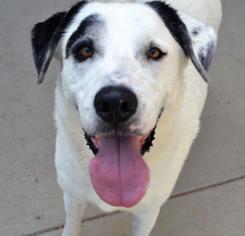 Labrador Retriever-Unknown Mix Dogs for adoption in Rockwall, TX, USA