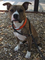 Bullboxer Pit Dogs for adoption in Yreka, CA, USA