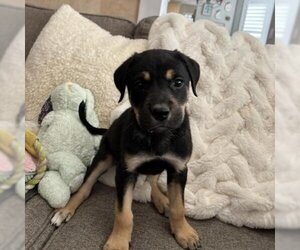 Mastiff Dogs for adoption in Aurora, CO, USA
