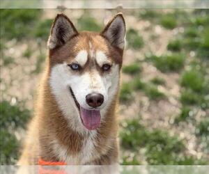 Siberian Husky Dogs for adoption in Tulsa, OK, USA
