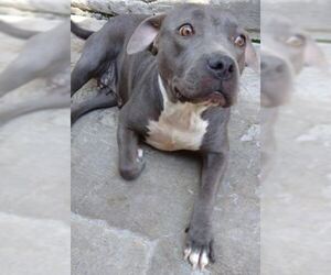 American Pit Bull Terrier-Unknown Mix Dogs for adoption in San Diego, CA, USA