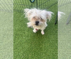 Maltese-Unknown Mix Dogs for adoption in Tempe , AZ, USA